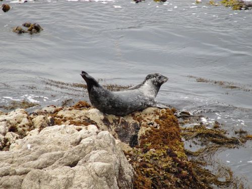 harbor seal laying on rocks